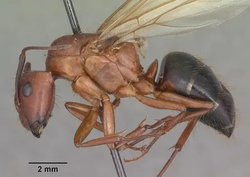 Camponotus floridanus - CASENT0103675