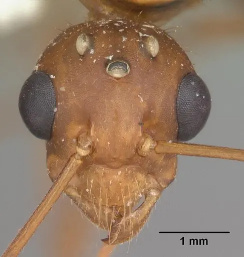 Camponotus floridanus - CASENT0103676