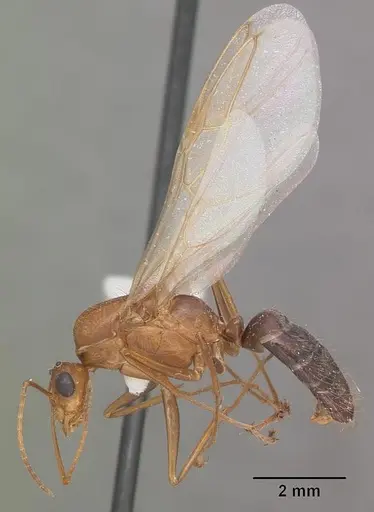 Camponotus floridanus - CASENT0103676