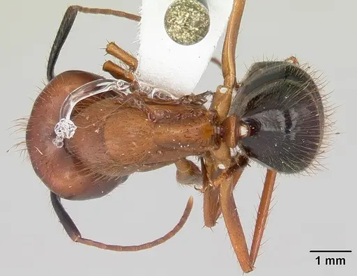 Camponotus floridanus - CASENT0104894