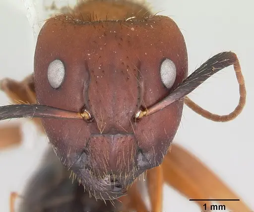 Camponotus floridanus - CASENT0104894