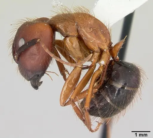 Camponotus floridanus - CASENT0104894