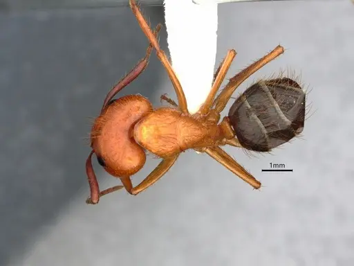 Camponotus floridanus - CASENT0842327