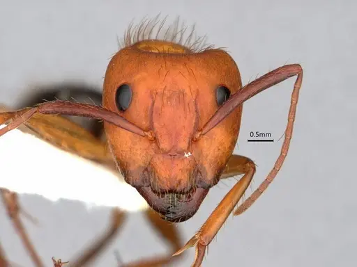 Camponotus floridanus - CASENT0842327