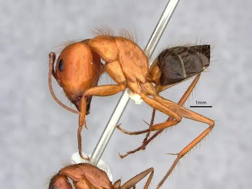 Camponotus floridanus - CASENT0842327