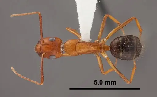 Camponotus floridanus - FMNHINS0000062856