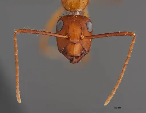 Camponotus floridanus - FMNHINS0000062856