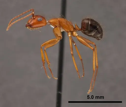 Camponotus floridanus - FMNHINS0000062856