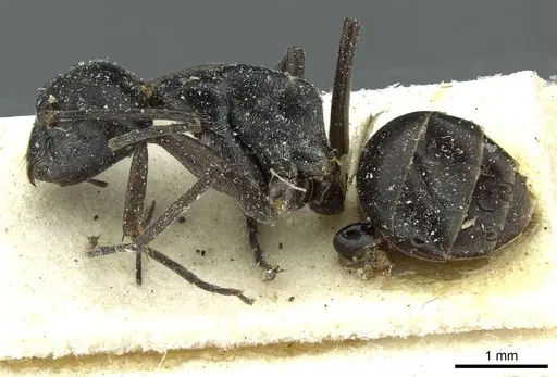 Camponotus florius specimen