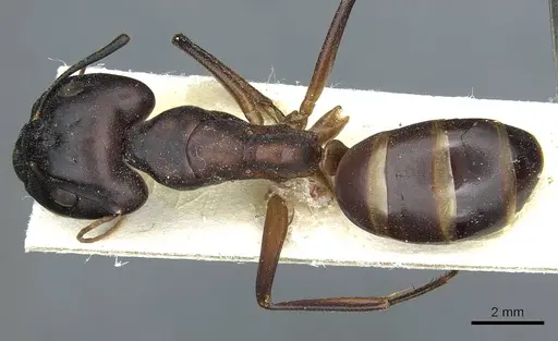 Camponotus foleyi specimen