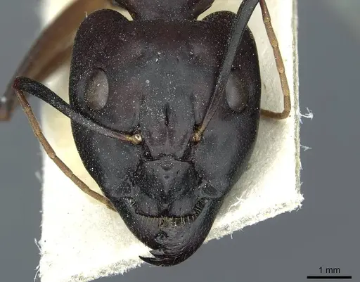 Camponotus foleyi specimen