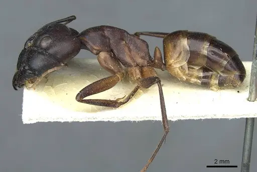Camponotus foleyi specimen