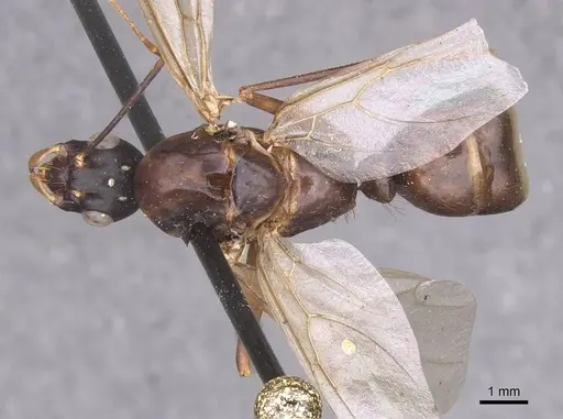 Camponotus foleyi - CASENT0913620