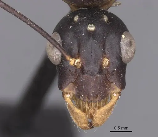 Camponotus foleyi - CASENT0913620