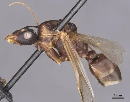 Camponotus foleyi - CASENT0913620