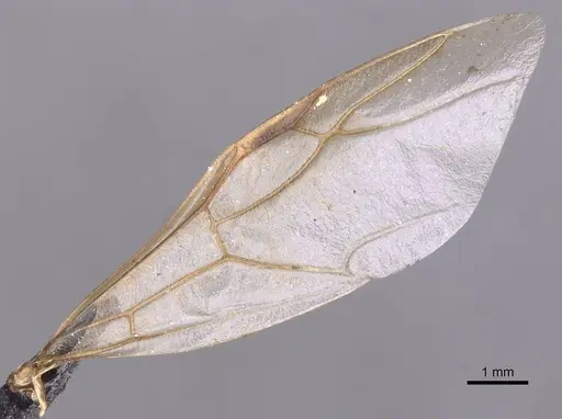 Camponotus foleyi - CASENT0913620