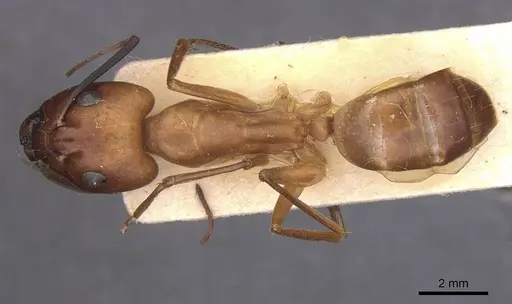 Camponotus foleyi - CASENT0913621