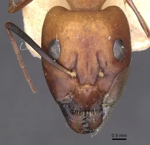 Camponotus foleyi - CASENT0913621