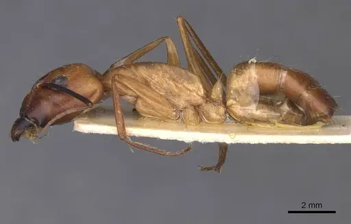Camponotus foleyi - CASENT0913621