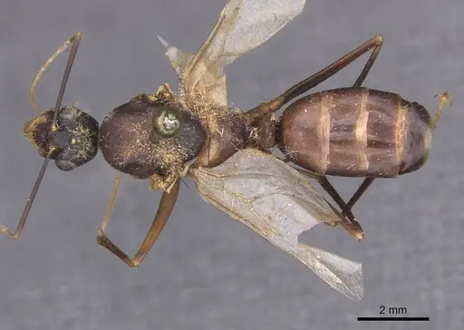 Camponotus foleyi - CASENT0913622