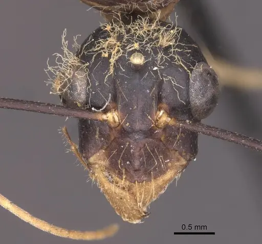 Camponotus foleyi - CASENT0913622