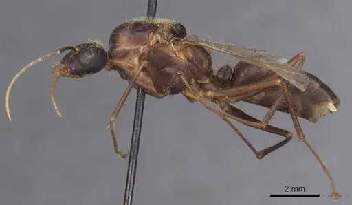 Camponotus foleyi - CASENT0913622