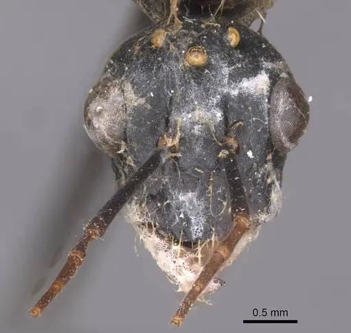 Camponotus foleyi - CASENT0913623