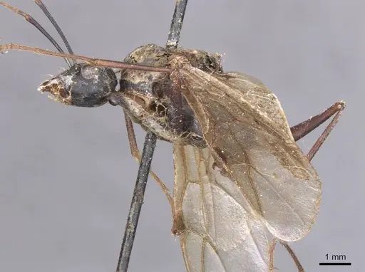 Camponotus foleyi - CASENT0913623