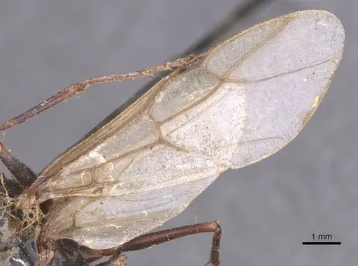 Camponotus foleyi - CASENT0913623