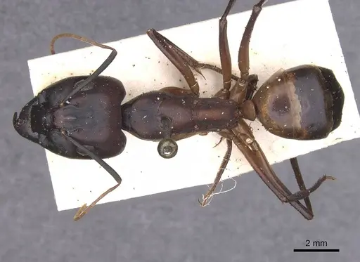 Camponotus foleyi - CASENT0913625