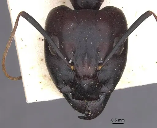 Camponotus foleyi - CASENT0913625