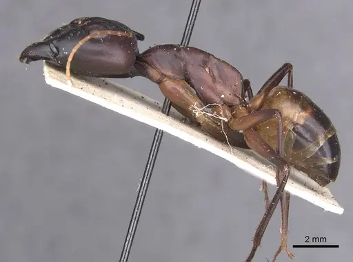 Camponotus foleyi - CASENT0913625