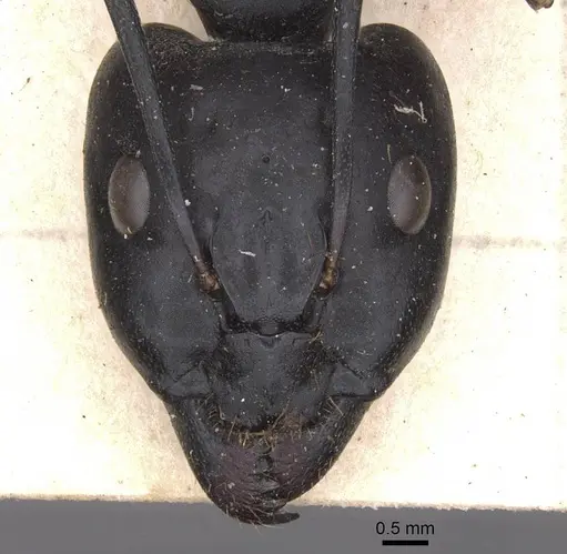 Camponotus foleyi - CASENT0913696