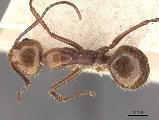 Camponotus folicola specimen