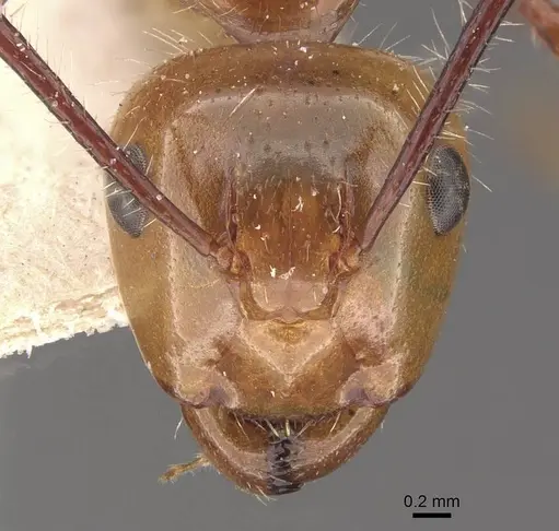 Camponotus folicola specimen