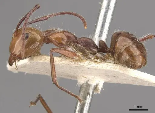 Camponotus folicola specimen
