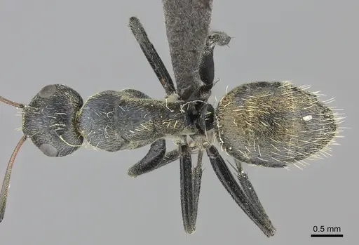Camponotus foraminosus specimen