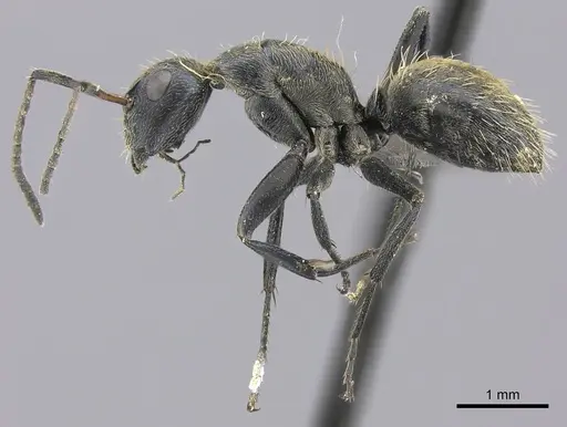 Camponotus foraminosus specimen
