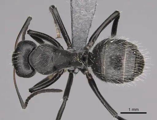 Camponotus foraminosus - CASENT0779602