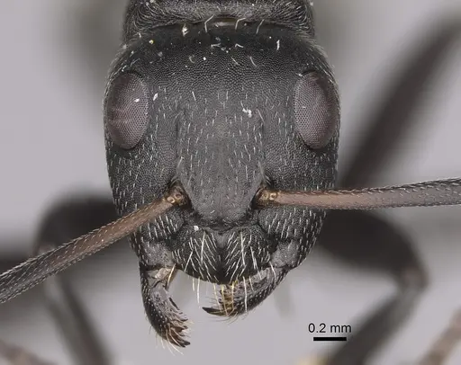 Camponotus foraminosus - CASENT0779602