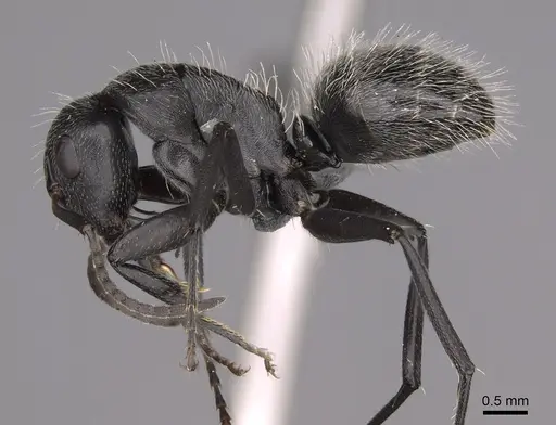 Camponotus foraminosus - CASENT0779602