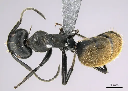 Camponotus foraminosus - CASENT0824766