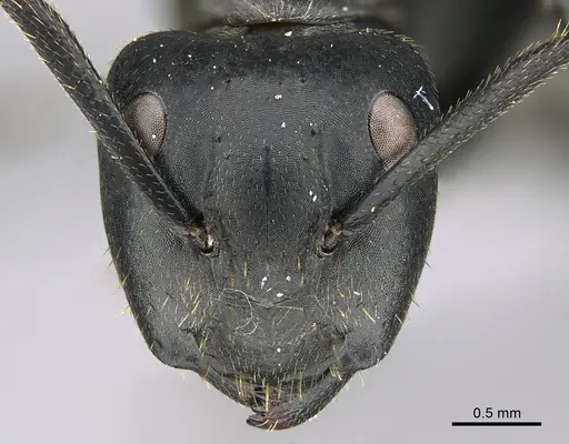 Camponotus foraminosus - CASENT0824766