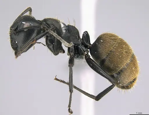 Camponotus foraminosus - CASENT0824766
