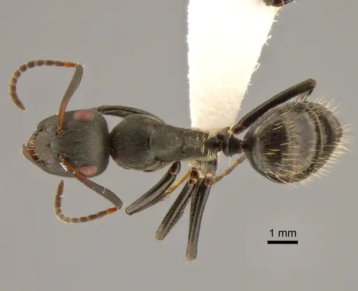 Camponotus foraminosus - CASENT0882209