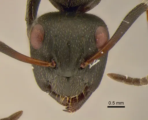 Camponotus foraminosus - CASENT0882209