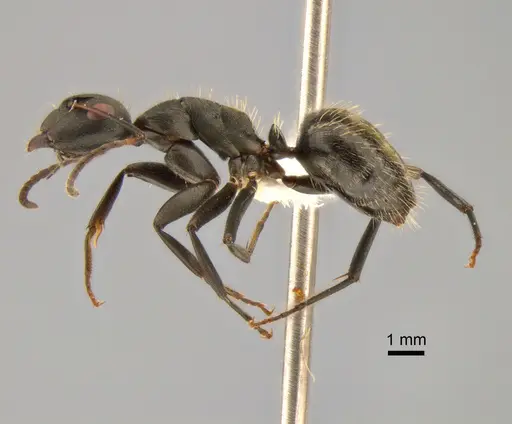 Camponotus foraminosus - CASENT0882209
