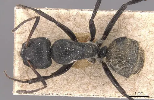 Camponotus foraminosus - CASENT0905422