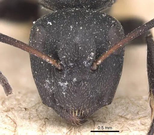 Camponotus foraminosus - CASENT0905422