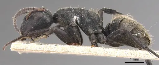 Camponotus foraminosus - CASENT0905422